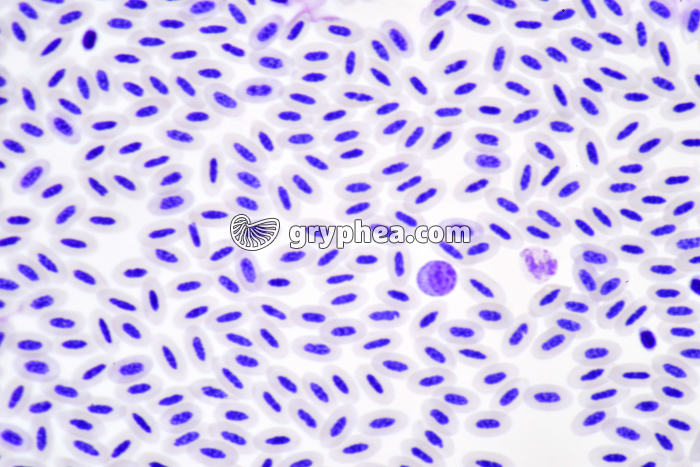 Sang d'Oiseau x100 - gryphea.org